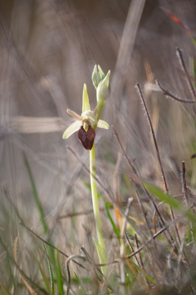Ophrys della sezione Araniferae